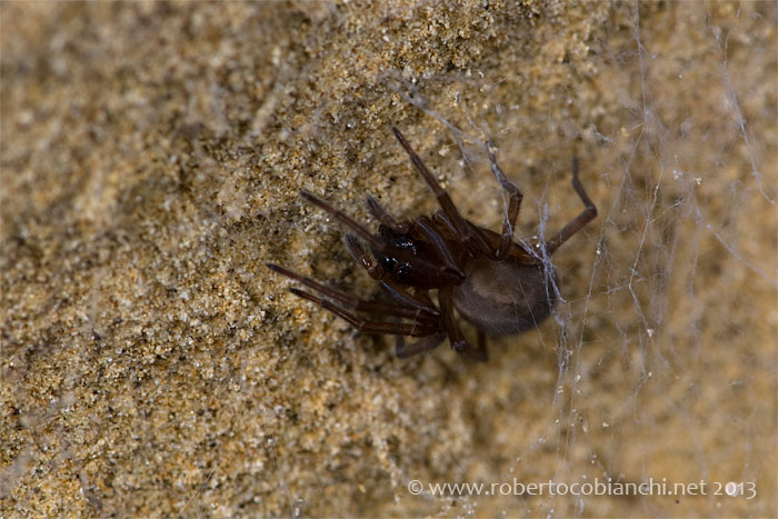 Amaurobius ferox in grotta - Castel San Pietro Terme (BO)